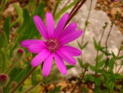 2013-08-18_Regina-F-Rau_Schachen_Blumen  (163).JPG